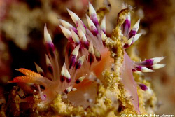 Flabellina exoptata.  by Anouk Houben 